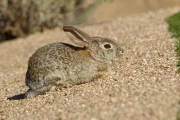 Desert Cottontail Rabbit