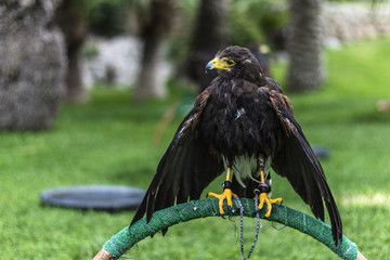 Falcon perched