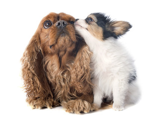 papillon puppy and cavalier king charles