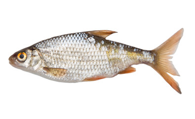 fish on a white background