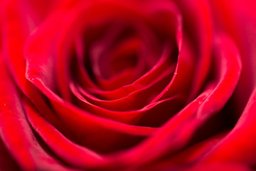 beautiful background of roses. macro