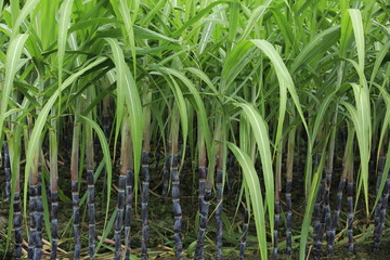 sugarcane plants growing at field