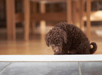 Miniature Poodle