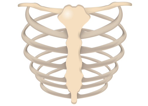 The Rib Cage Labeled Diagram
