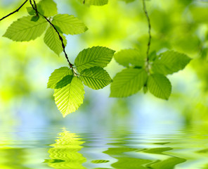 green leaves