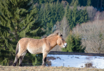 Przewalski-Pferd (Equus ferus przewalskii)