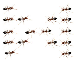 military detachment of ants on a white background. macro
