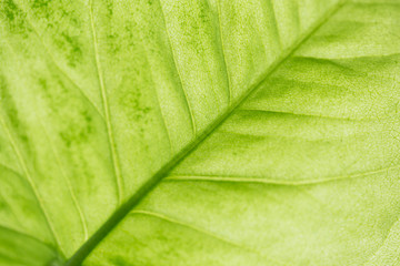 Fototapeta na wymiar beautiful green leaves