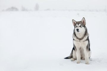 Alaskan Malamute