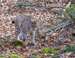 Naklejka na ściany i meble Luchs im Wald ('Lynx lynx)