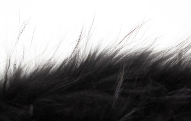 black fur on white background