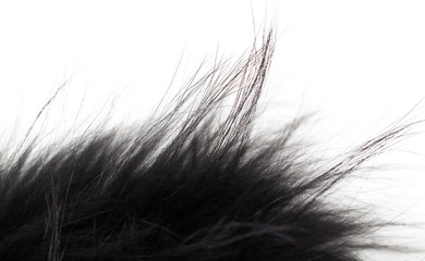 black fur on white background