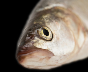 fish on black background