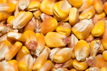 background from corn. macro