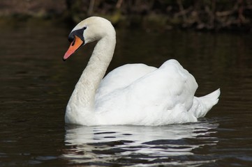 Mute Swan / Cygnus olor