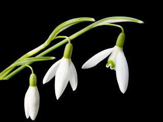 The first snowdrops Galanthus
