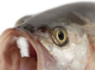fish head. macro