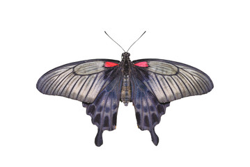 Yellow Mormon Butterfly