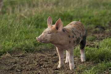 Ferkel freilaufend