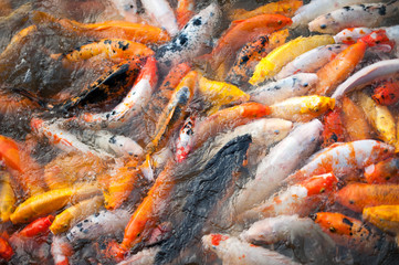 Obraz na płótnie Canvas głodne ryby