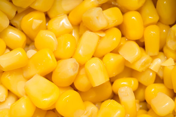 Fototapeta premium Background of corn. macro