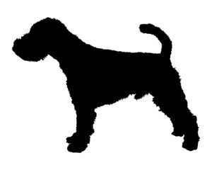 Welsh Terrier