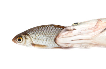 fish eating another fish