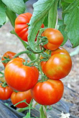 Fototapeta na wymiar Red ripe tomatoes