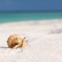 Hermit crab at beach