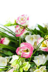 spring flowers background on white background