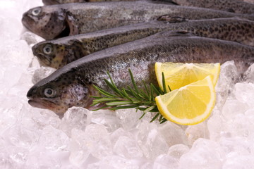Fish rainbow trout with lemon on ice
