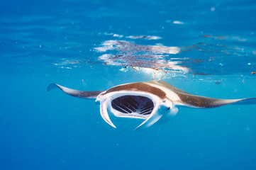 Manta ray floating underwater - obrazy, fototapety, plakaty