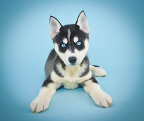 Blue Eyed Beauty