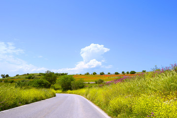 Panorama con strada fiori gialli e papaveri