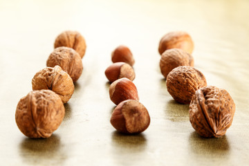 walnuts and hazelnuts in rows