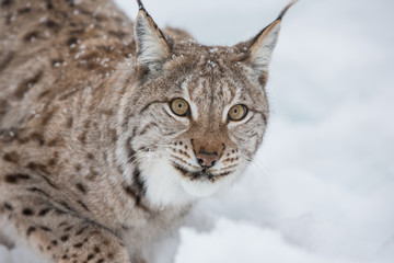 Naklejka na ściany i meble European Lynx in the snow