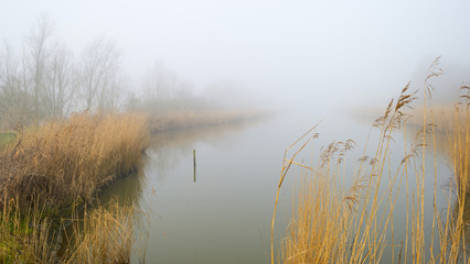 Reed bed along a lake in a foggy winter