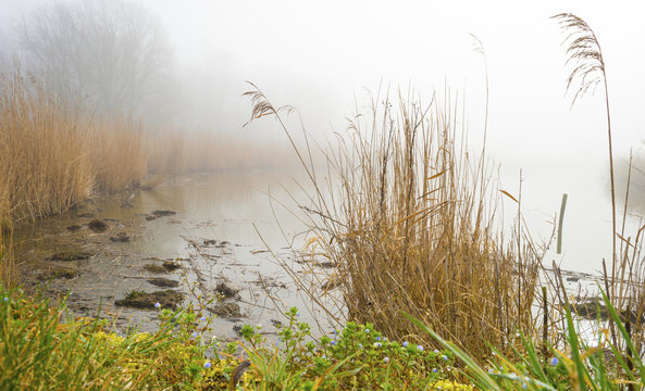 Reed bed along a lake in a foggy winter