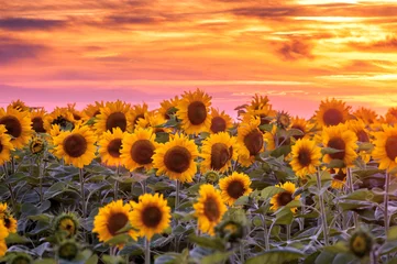 Deken met patroon Zonnebloem sunflower