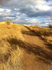 road up in the yellow field