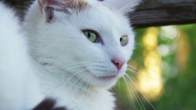 Weisse Katze im Garten