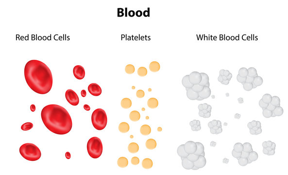 Platelets Images – Browse 21,255 Stock Photos, Vectors, and Video | Adobe  Stock