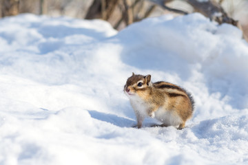 Obraz premium 冬のエゾシマリス