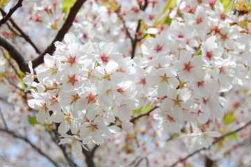 桜
