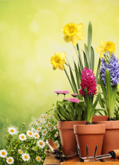 Gardening tools and flowers