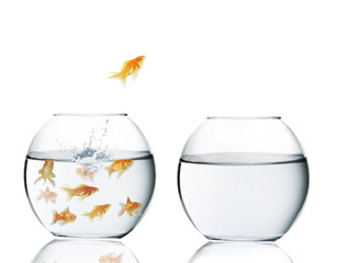 goldfish jumping out of  water