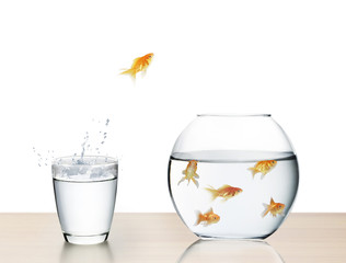 goldfish jumping out of  water