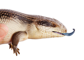 East Coast Blue Tongue Lizard isolated on white