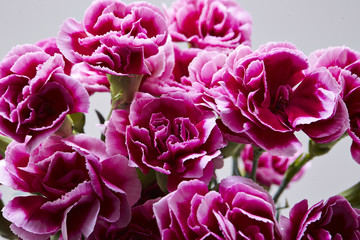 Carnations