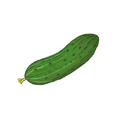 Cucumber isolated on white, vector image